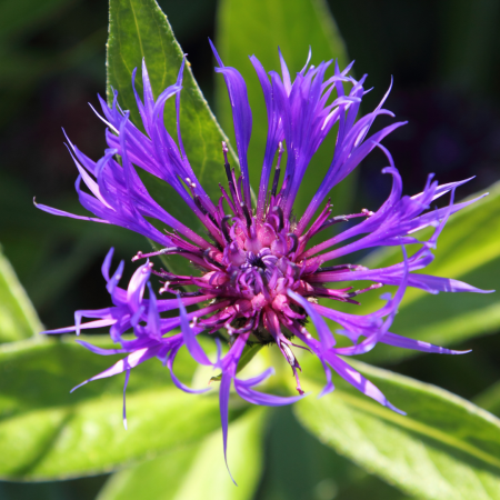 Berg-Flockenblume 'Grandiflora'