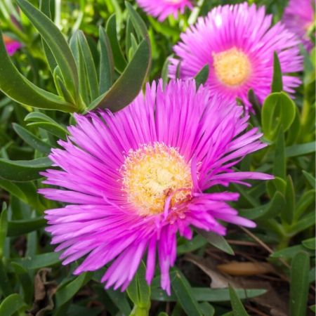 Mittagsblume 'Hot Pink'