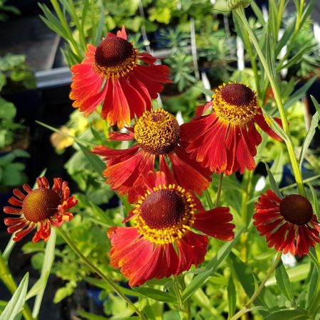 Sonnenbraut 'Moerheim Beauty' 