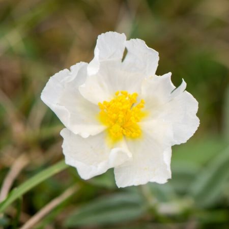 Sonnenröschen 'The Bride'