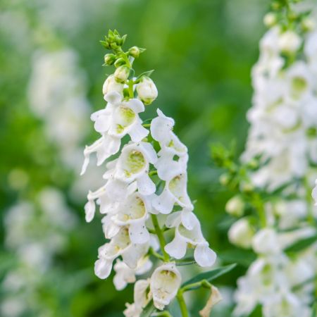 Salvia nemorosa 'Schneeh?gel'