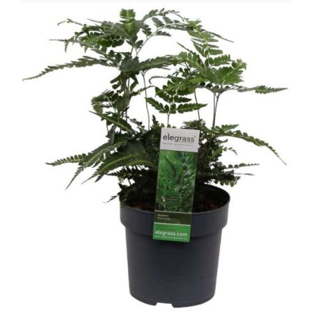 Anemia Mexicana