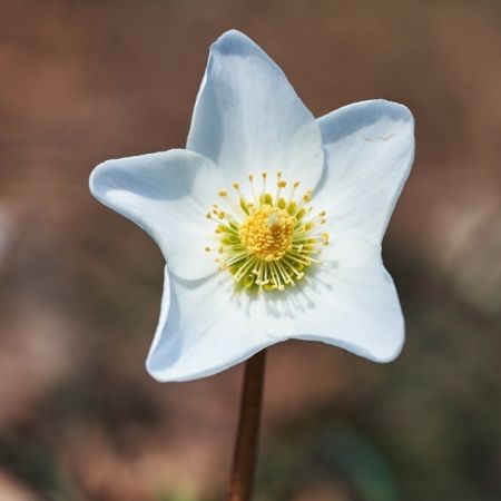 Helleborus niger