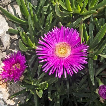 Transvaal Mittagsblume