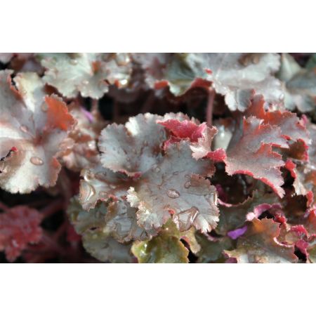 Purperglöckchen 'Melting Fire'