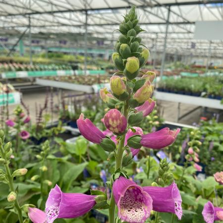 Fingerhut 'Dalmatian Purple'