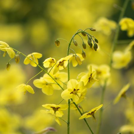 Elfenblume 'Sulphureum'