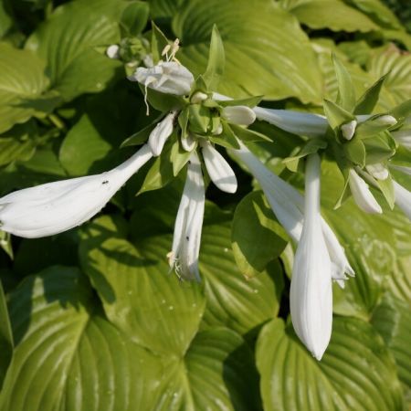 Hosta 'Royal Standard'