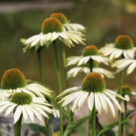 Weißblühender Sonnenhut  'Alba'