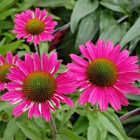 Sonnenhut 'Sensation Pink'