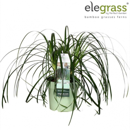 Segge 'Ribbon Falls'