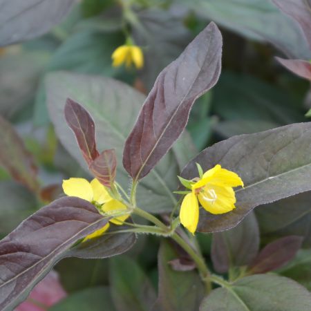 Bewimperter Felberich 'Firecracker' 