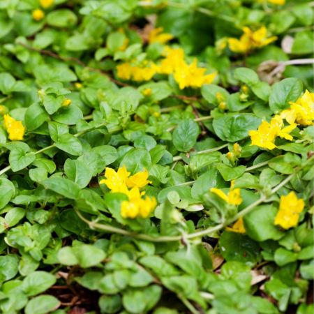 Pfenningkraut