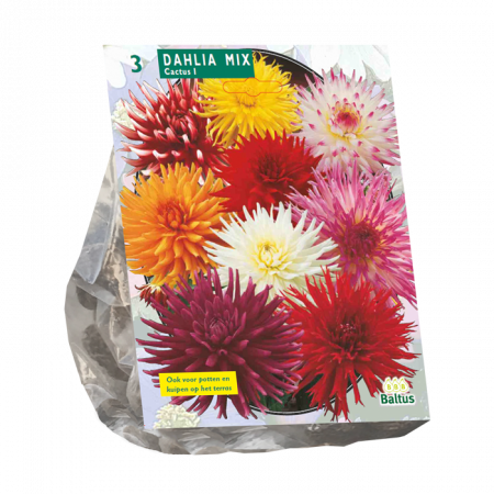 Dahlia Cactus Mixed pro 3