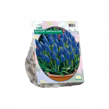 Muscari Armeniacum pro 100
