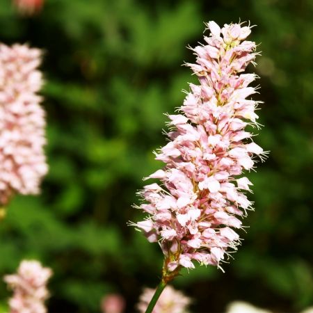 Knöterich 'Rosea'