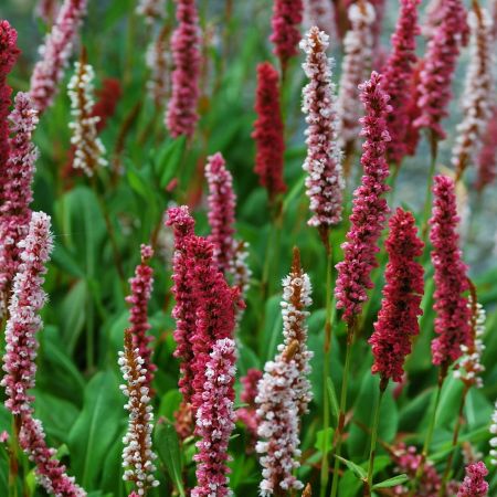 Schneckenknöterich 'Darjeeling Red'