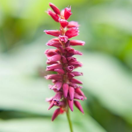 Persicaria amplexicaulis 'Lisan'