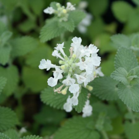 Katzenmintze 'Snowflake'