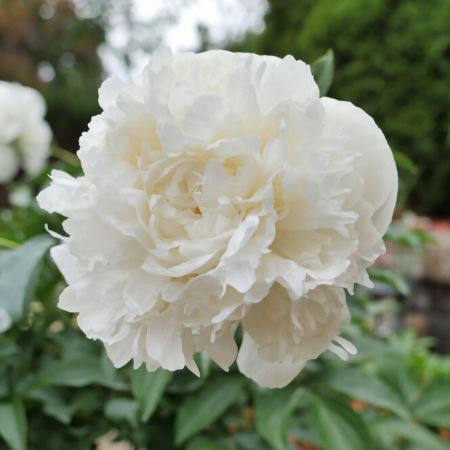 Pfingstrose 'Duchesse de Nemours'