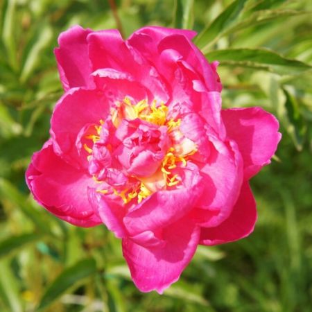 Pfingsrose 'Karl Rosenfield'