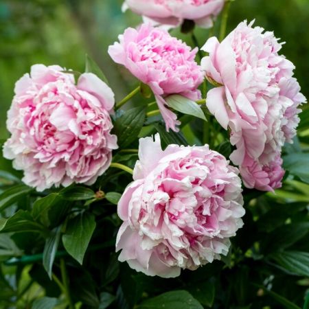 Pfingstrosen 'Sarah Bernhardt'