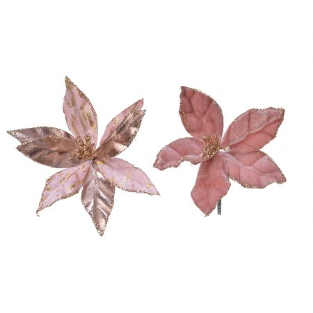 Weihnachtssternl pes fluw.d11h2 rosa verschiedene Arten 