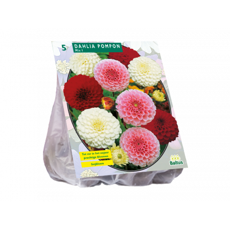 Dahlia Pompon Mix pro 3