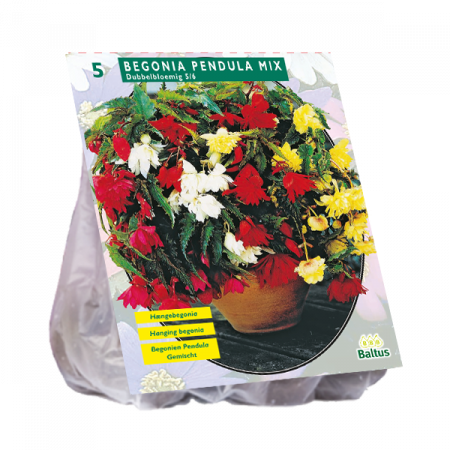 Begonia Pendula, mix pro 5