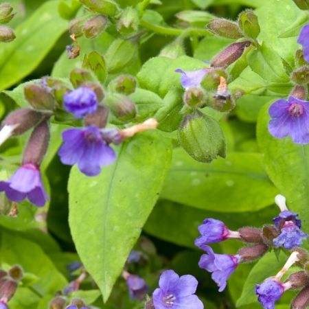 Lungenkraut 'Diana Clare'