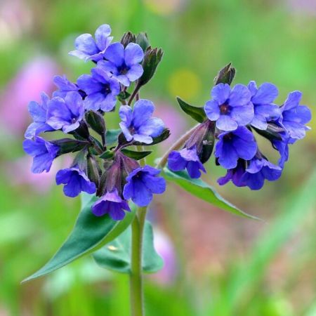 Lugnenkraut 'Azurea'