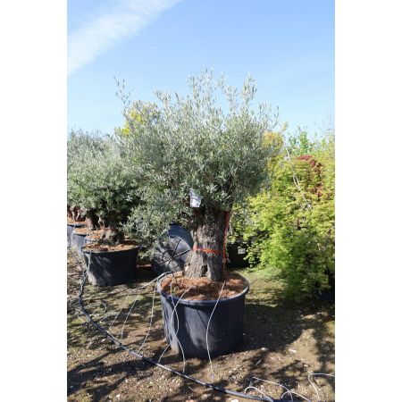 Olivenbaum 'Picual'