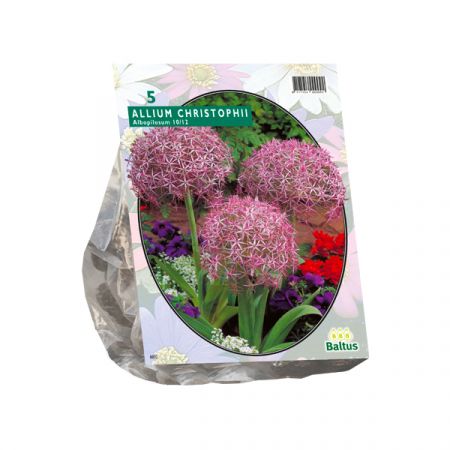 Sternkugel- Lauch  Albopilosum Christophi 5 Stück