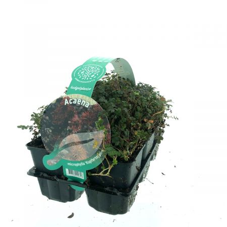 Stachelnüsschen 'Kupferteppich'