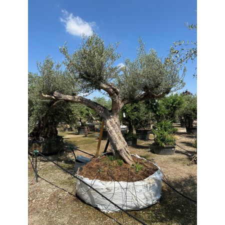 Olivenbaum