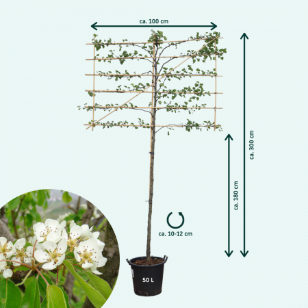 Chinesische Wildbirne 'Chanticleer'