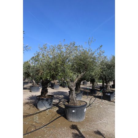 Olivenbaum