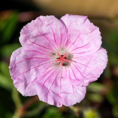 Blut-Storchschnabel 'Striatum'