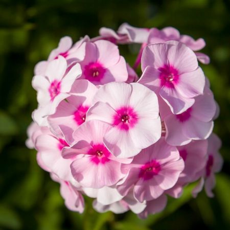 Staudenphlox 'Bright Eyes'