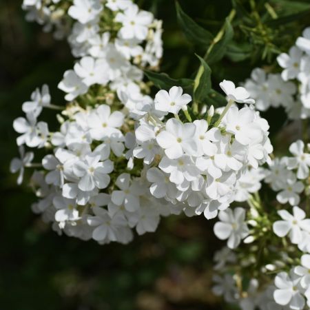 Flammenblumen 'Sweet Summer Snow'