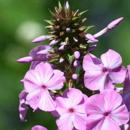 Flammenblume 'Sweet Summer Candy'