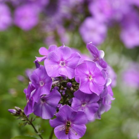 Flammenblume 'Sweet Summer Ocean'