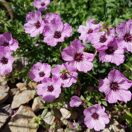 Storchschnabel 'Ballerina'