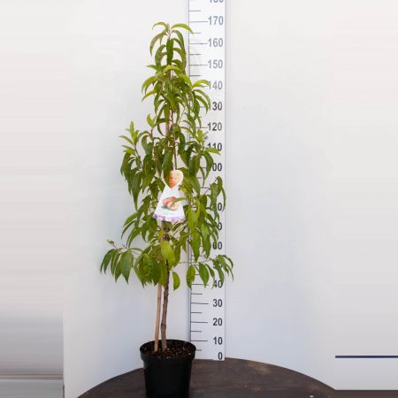 Nektarine 'Flavortop'