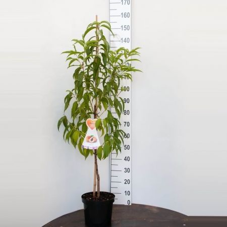 Prunus p. 'Suncrest