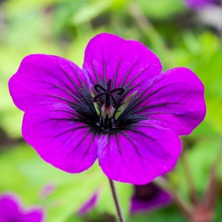 Storchenschnabel 'Ann Folkard'