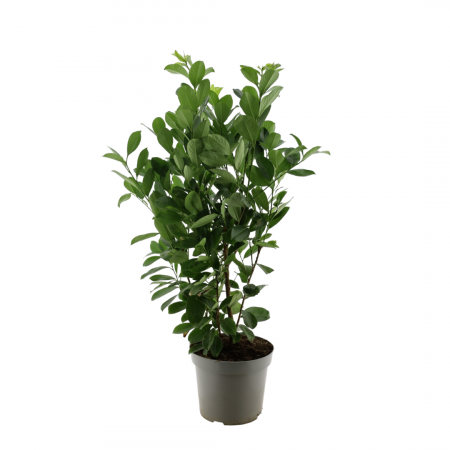  Kirschlorbeer Rotundifolia 100-125 cm