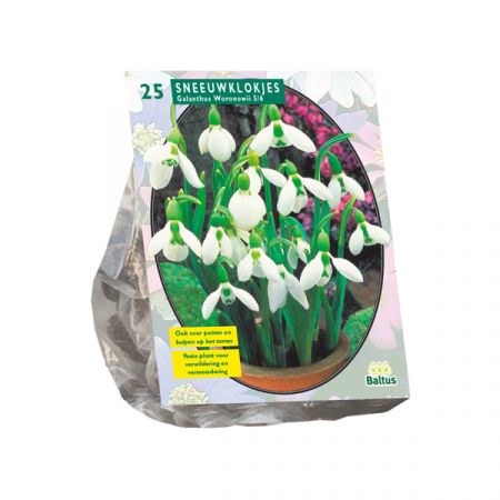 Sneeuwklokjes 25 Stück