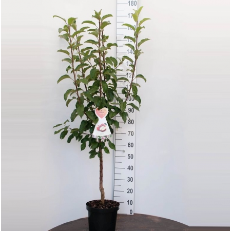 Apfelbaum 'Jonagold'