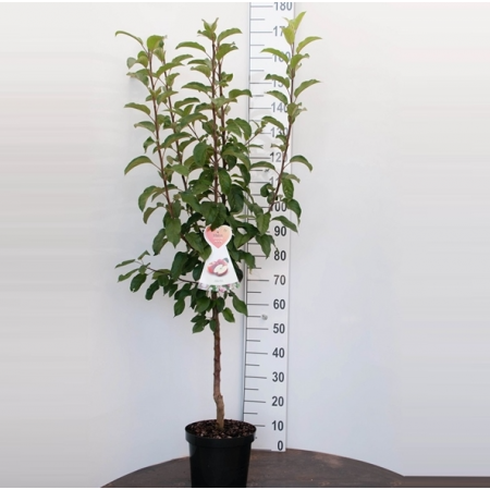 Apfelbaum 'Golden Delicious'